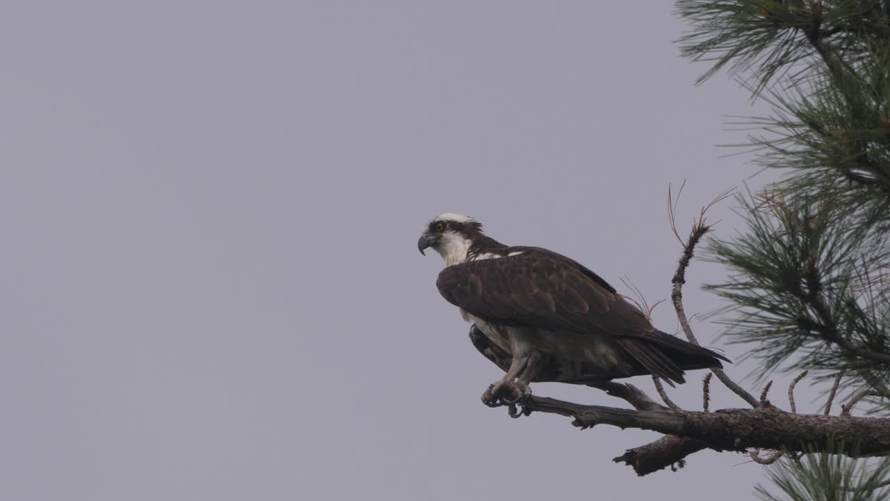 un águila pescadora se lanza desde una rama hacia nubes de tormenta grises