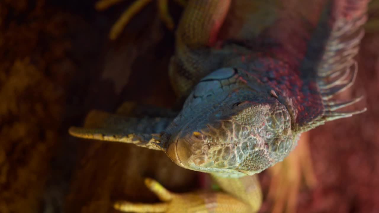 Un primer plano de una iguana