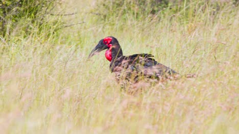 Südlicher-Nashornvogel,-Der-Hohes-Savannengras-Auf-Der-Suche-Nach-Nahrung-Durchstreift