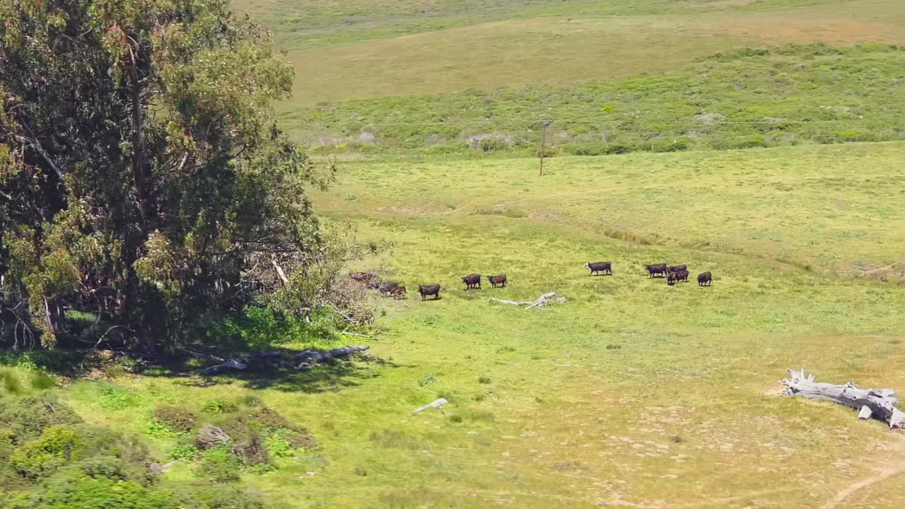 바다 위의 절벽에 있는 나무 옆에서 풀을 뜯고 있는 소들, 조감도