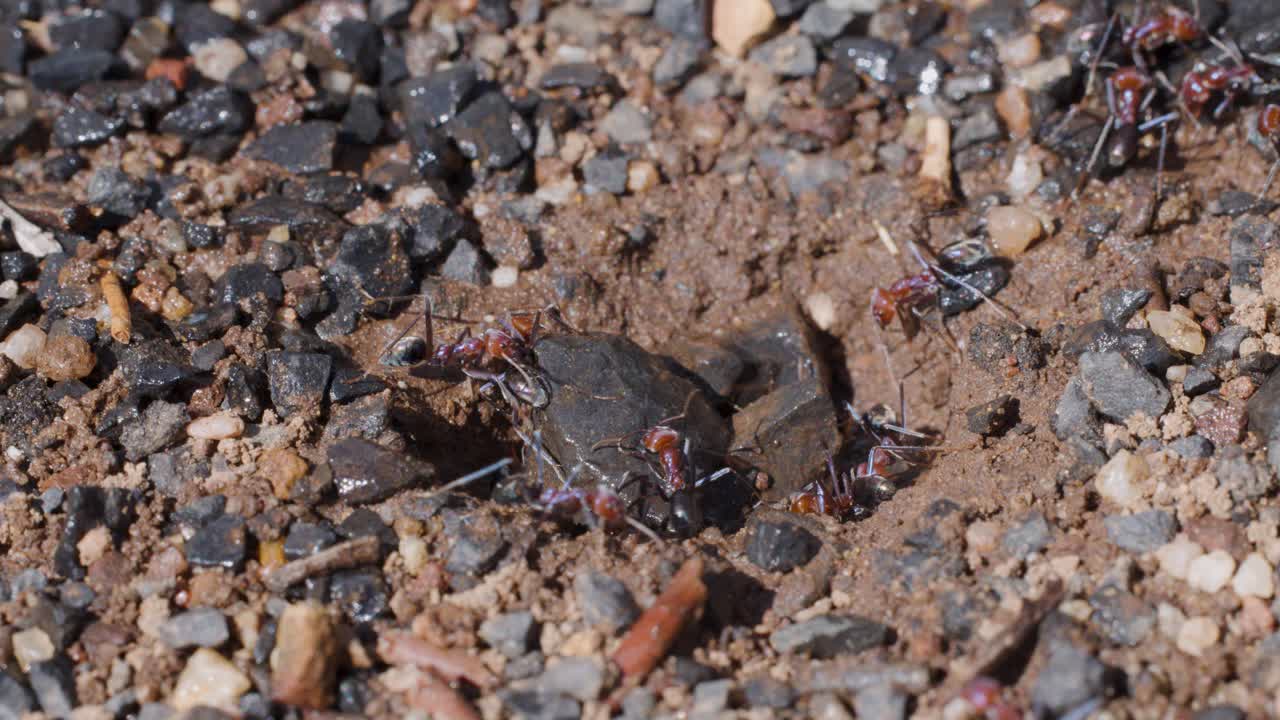 Several ants work together to move a large insect carcass toward and into a nest entrance on sunlit, rocky ground. Macro perspective, natural lighting