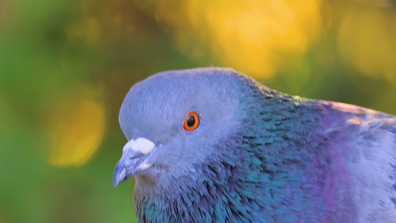 일반적인 나무 비둘기 (columba palumbus) 는 새 가족 columbidae (비둘기와 비둘기) 의 일원입니다.