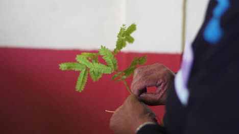plántulas de árbol yerba mate en la mano de un hombre