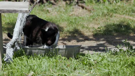 Un-Gato-Con-Pelaje-Blanco-Y-Negro-Bebiendo-Agua---Cerrar