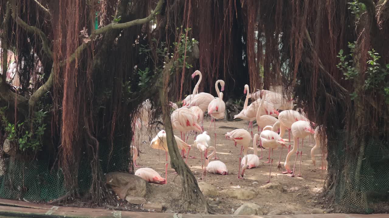 플라밍고 는 나무  에 모여 조용 한 환경 을 이루고 있다