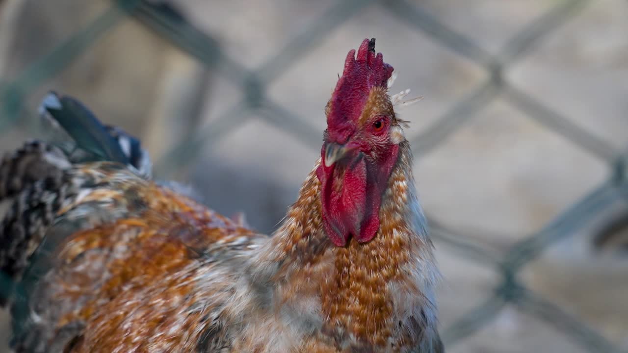 Close-up of rooster head with vivid red comb on farm
