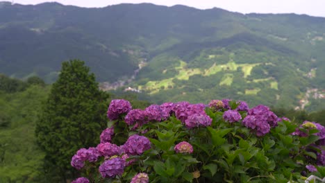 stunning beauty of pink hydrangeas with green mountain hills on the background in japan