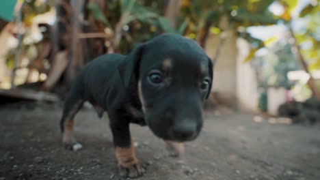 Adorable-Black-and-brown-colored-puppy-walking-and-playing-in-nature