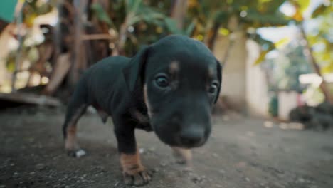 adorable cachorro de color negro y marrón caminando y jugando en la naturaleza