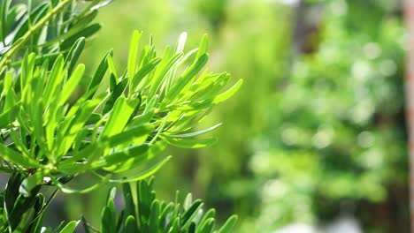 close-up of vibrant green foliage