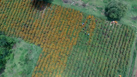 marigold flower farm during onam in gundlupet , flowers harvested at their peak ripeness, drone shot