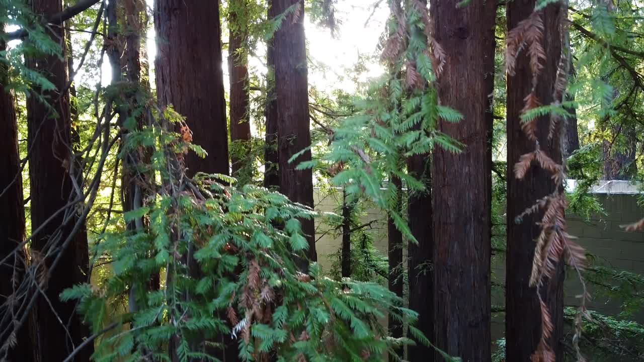 캘리포니아 밀 밸리 숲에 있는 레드우드 나무의 주간 햇빛이 천천히 떠오르는 공중 드론 비디오
