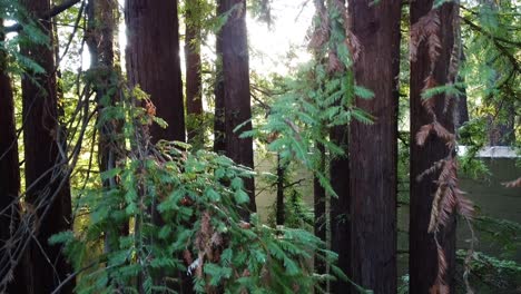 video de drones aéreos de crecimiento lento de la luz solar diurna de los árboles de secoya en el bosque de mill valley, california