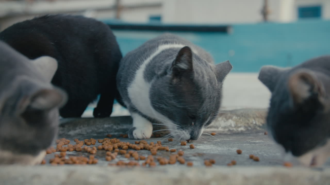 Mehrere streunende Katzen, meist grau und weiß, fressen verstreutes Trockenfutter auf der Oberfläche eines alten Bootes in einer ruhigen Küstendorf-Umgebung