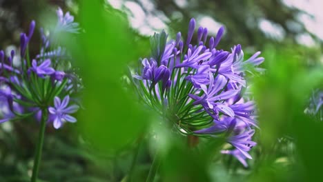 Focus-changes-to-beautiful-purple-flower-with-a-bee-sitting-on-it-in-a-garden