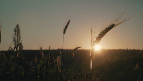 Gerste-Auf-Einem-Feld-Vor-Einem-Wunderschönen-Goldenen-Sonnenuntergang