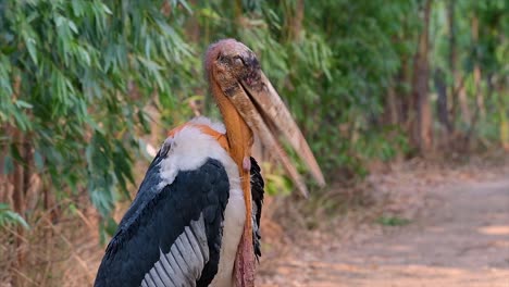 a big bird in the stork family common in southern asia and now endangered due to habitat loss