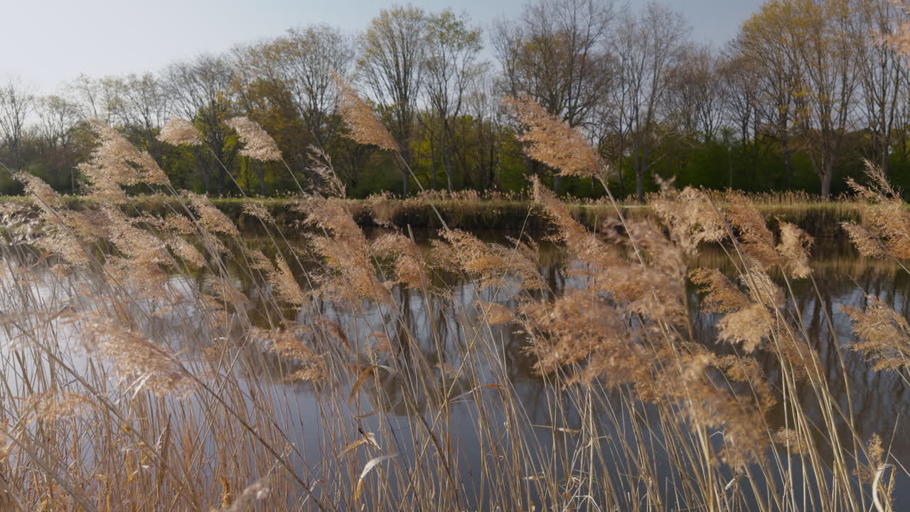 Calm river view with golden reeds near Chambord Castle, quiet and serene moment