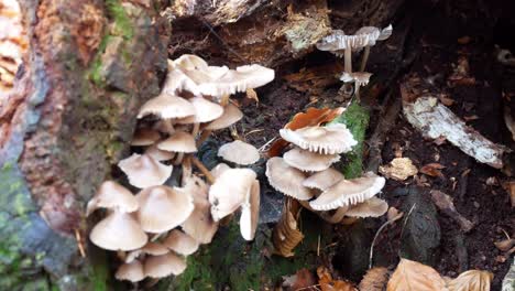 autumn forest mushroom growth on damp decayed woodland tree trunk dolly left