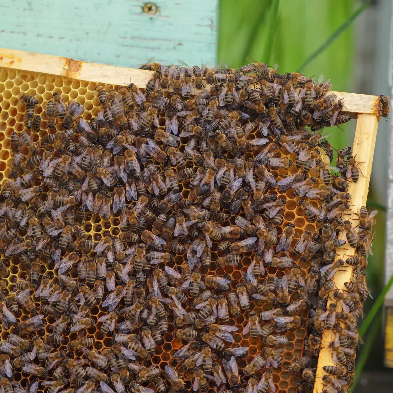 Bee family working on a wooden frame. Honey bees crawl on frame with honeycombs. Beekeeping process. Close-up