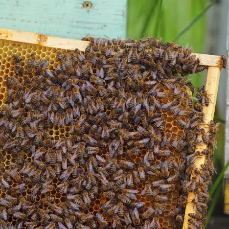 bee family working on a wooden frame. honey bees crawl on frame with honeycombs. beekeeping process. close-up