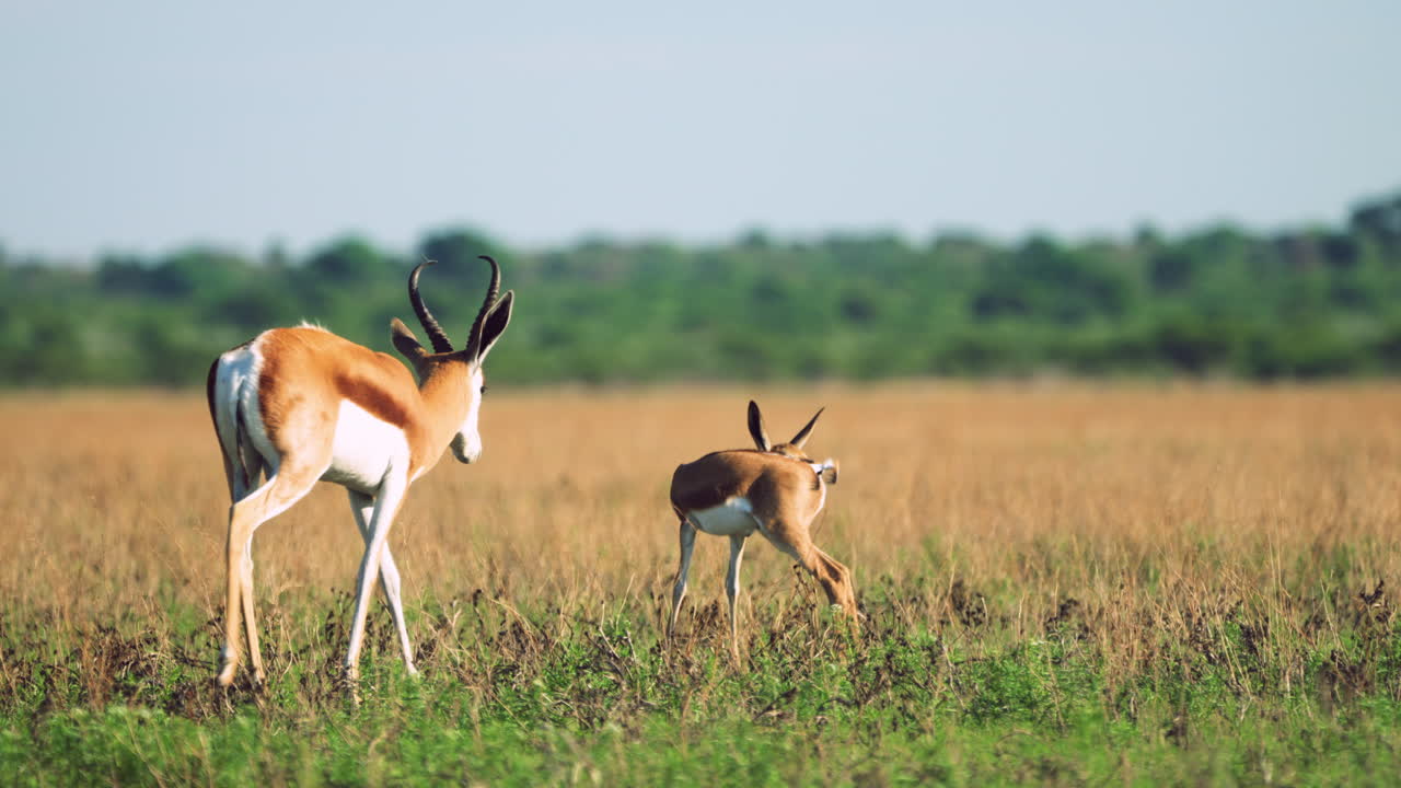 madre springbok con su bebé en la hierba en la reserva de caza central de kalahari en botswana - toma amplia