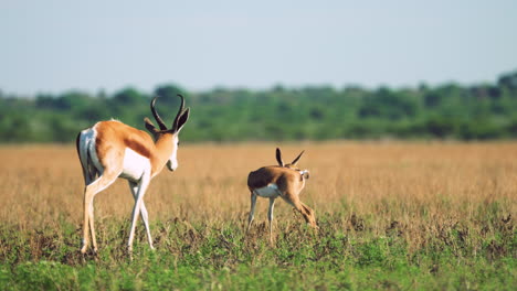 mother springbok with its baby on the grass in central kalahari game reserve in botswana - wide shot