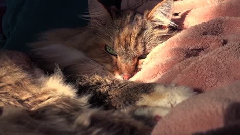 a beautiful maine coon cat looks up from sleep 1