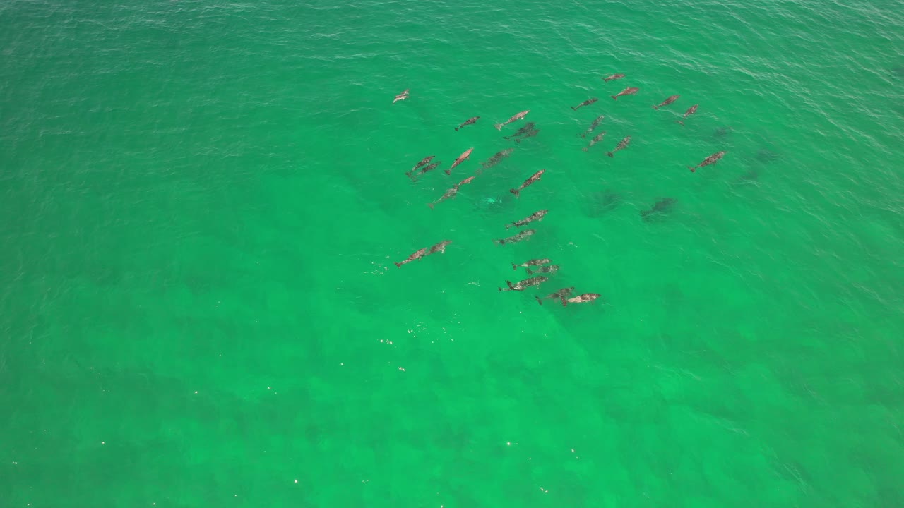 Aerial View of a Large Pod of Dolphins Swimming in Turquoise Water