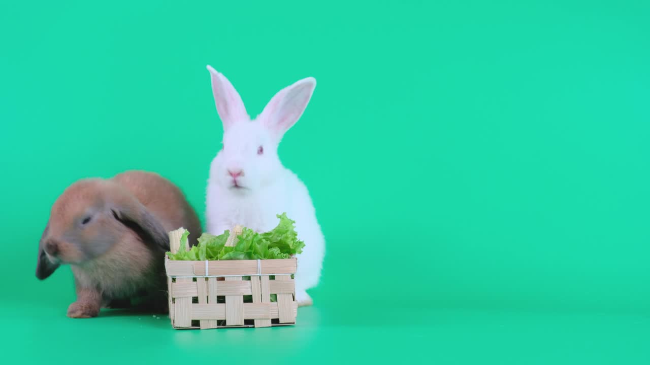 갈색과 색 토끼는 바구니에 채소를 먹고 녹색 화면에 머물