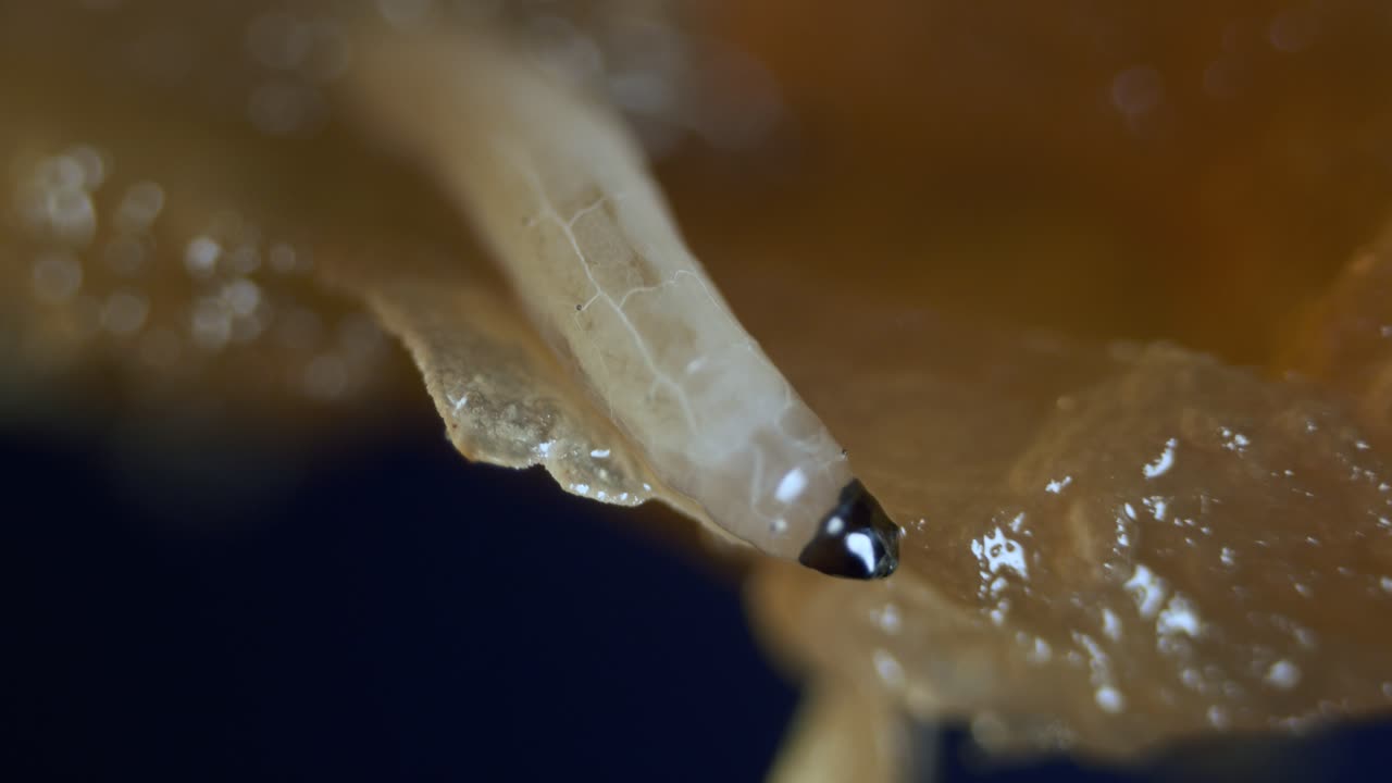 diptera личинка мухи червь в микроскоп полупрозрачный гриб грибник мошкара