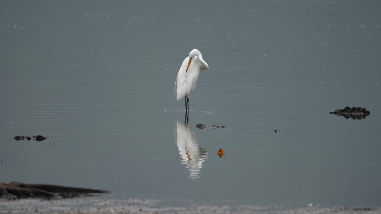 An egret standing in the shallow water of a lake and preening its feathers