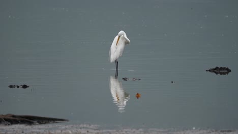 an egret standing in the shallow water of a lake and preening its feathers