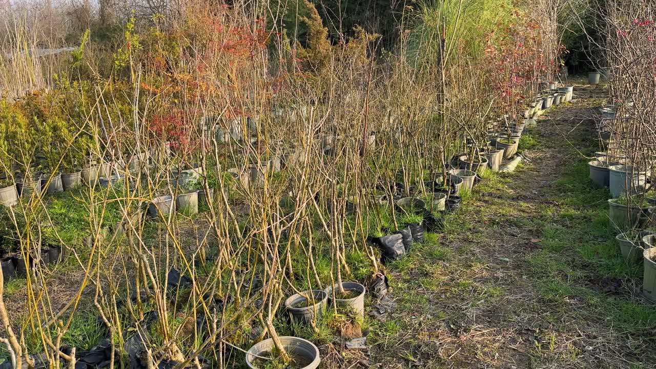 nursery hyrcanian forest tree parrotia persica caspian spring season native persian iran azerbaijan garden gilan in hiking landscape meadow nature rural scenic summer view village weather woods vase