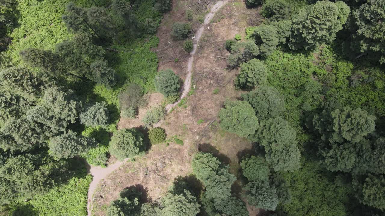 vista cenital sobre la carretera en medio del bosque
