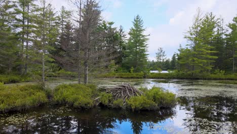 Niedrige-Drohnenaufnahme-Eines-Biberhauses-Im-Adirondack-Mountain-Forest-Preserve