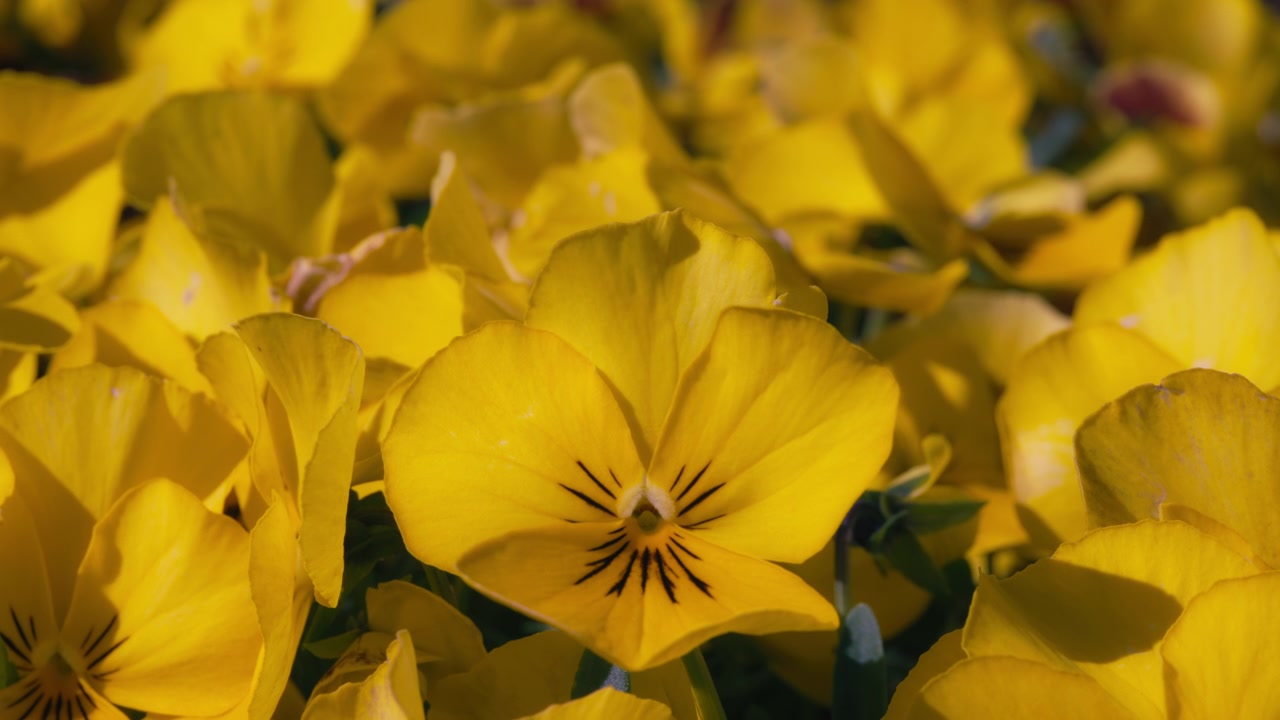 Nærbillede af gule stedmoderblomster, der vokser i haven
