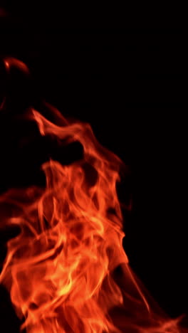 red flames of burning fire striving up. tongues of bonfire isolated at black backdrop. vertical video