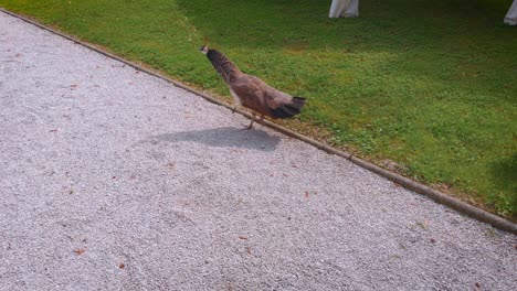 Indian-peacock-walking-around-the-yard