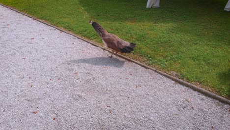 Pavo-Real-Indio-Caminando-Por-El-Patio