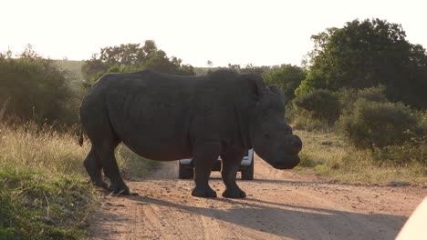 rinoceronte blanco de pie en la carretera de safari, parque nacional kruger, sudáfrica