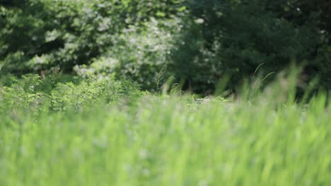 hot air whirls above the lush sunlit meadow in the summer forest