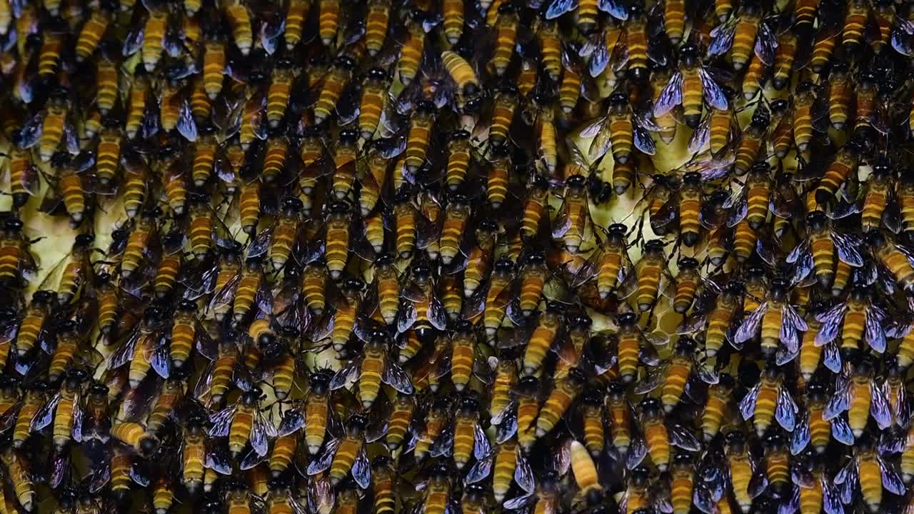 se sabe que las abejas melíferas gigantes construyen grandes colonias de nidos con bolsillos simétricos hechos de cera para almacenar miel como fuente de alimento.