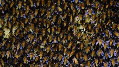 giant honey bees are known to build large colonies of nest with symmetrical pockets made of wax for them to store honey as their food source