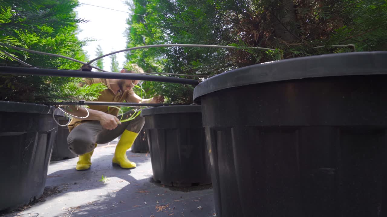 cultivo de flores en invernadero de campo abierto.