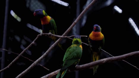 beautiful rainbow lorikeets resting on tree branches in zoo park