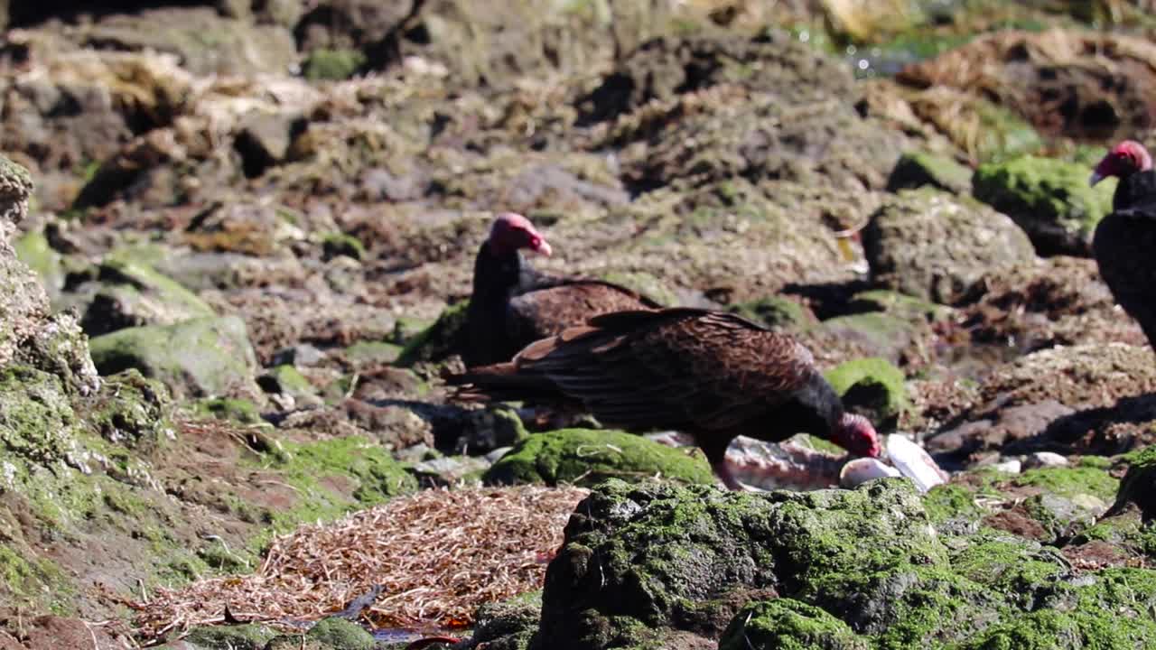 bandada de buitres carroñeros a lo largo de la costa rocosa de bahía asunción méxico