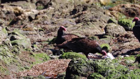 flock of vultures scavenge along bahia asuncion mexico rocky shoreline