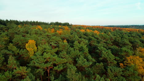 Vista-Panorámica-Del-Exuberante-Bosque-En-Colores-Otoñales-En-Doorn,-Utrechtse-Heuvelrug,-Países-Bajos