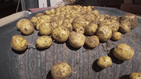 potato tubers pouring from conveyor. slow motion.